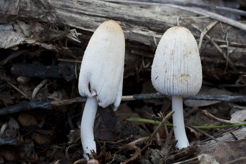 Coprinus domesticus